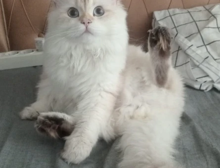British Longhair 1 Yaşında Kedim Eş Arıyor - 118963340