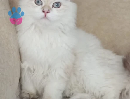 British Longhair 1 Yaşında Kedim Eş Arıyor
