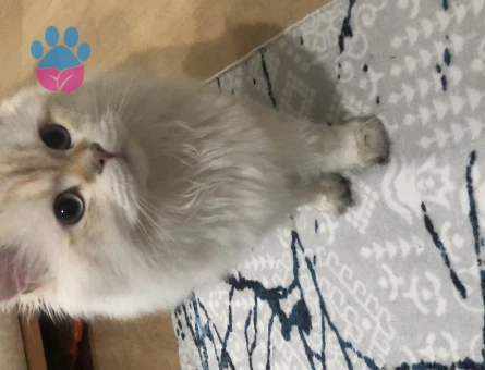 British Longhair 1 Yaşında Kedim Eş Arıyor