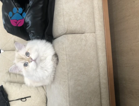 British Longhair 1 Yaşında Kedim Eş Arıyor