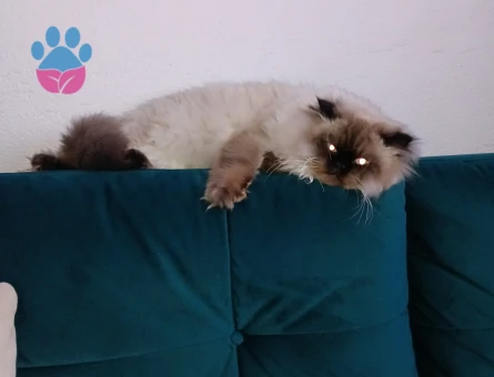 İran kedisi Kapo İçin Eş Arıyorum