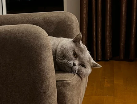 British Shorthair Oğlumuza Eş Arıyoruz - 118963377
