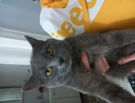 British Shorthair 1 Yaşında Eş Arıyor - 118963378