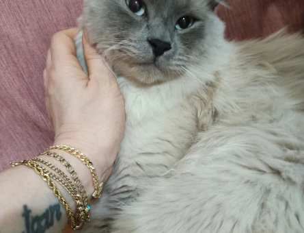 Ragdoll 1 Yaşında Kedim Eş Arıyor - 118963418