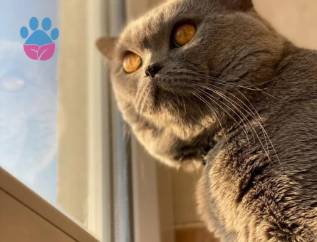 British Shorthair Oğlumuz Müdür'e Eş Arıyoru