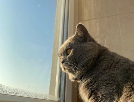 British Shorthair Oğlumuz Müdür'e Eş Arıyoru - 118963474