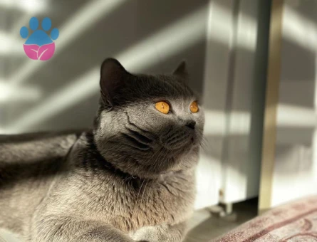 British Shorthair Oğlumuz Müdür'e Eş Arıyoru
