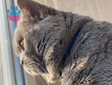 British Shorthair Oğlumuz Müdür'e Eş Arıyoru
