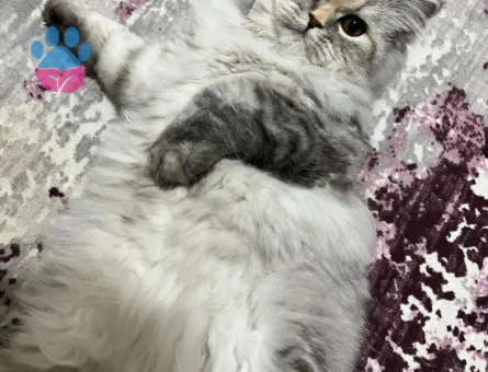 Kızım Reinaya eş arıyorum, kızgınlık döneminde