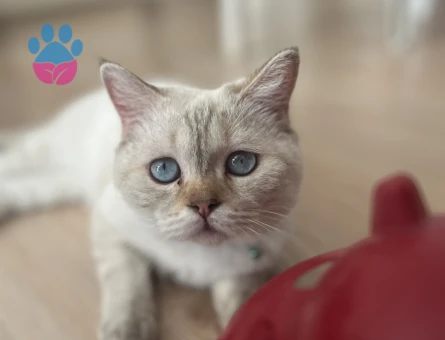 British kedimize eş arıyoruz