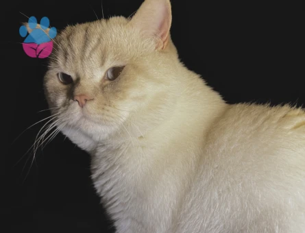 British oğluma british eş