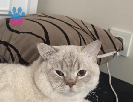 British oğluma british eş