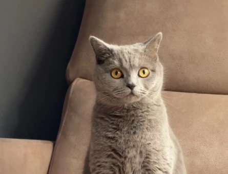 British shorthair dişi kedime eş arıyorum - 118975327