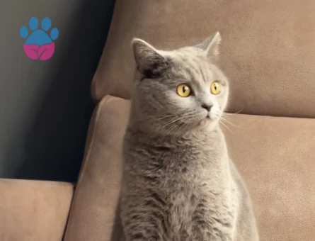 British shorthair dişi kedime eş arıyorum