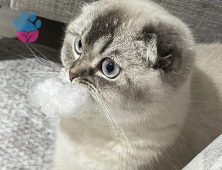 Kızım kaju için eş arıyoruz