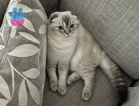 Kızım kaju için eş arıyoruz