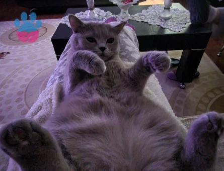 BİR YAŞINDA BRİTİSH SHORTHAİR DİŞİ KEDİ