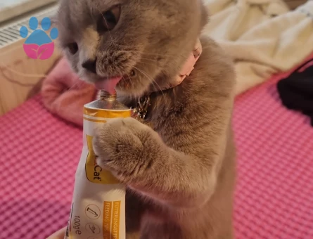 BİR YAŞINDA BRİTİSH SHORTHAİR DİŞİ KEDİ