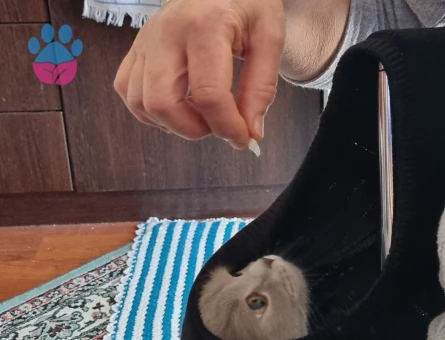 BİR YAŞINDA BRİTİSH SHORTHAİR DİŞİ KEDİ