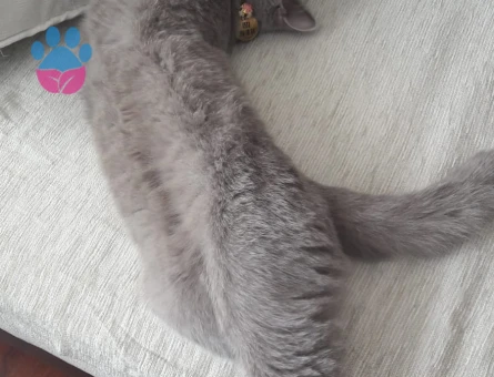 BİR YAŞINDA BRİTİSH SHORTHAİR DİŞİ KEDİ