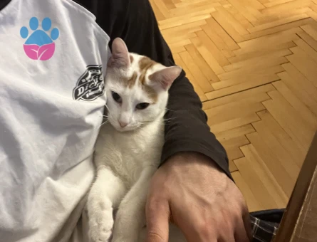 Van Kedisi Kızıma Eş Arıyorum