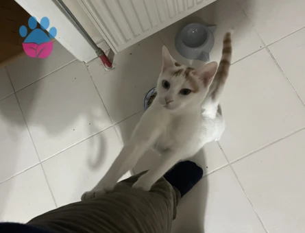 Van Kedisi Kızıma Eş Arıyorum