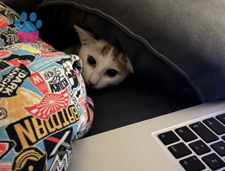 Van Kedisi Kızıma Eş Arıyorum