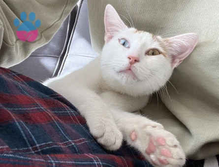 Van Kedisi Kızıma Eş Arıyorum