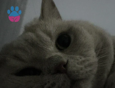 British oğlumuza eş ariyoruuz