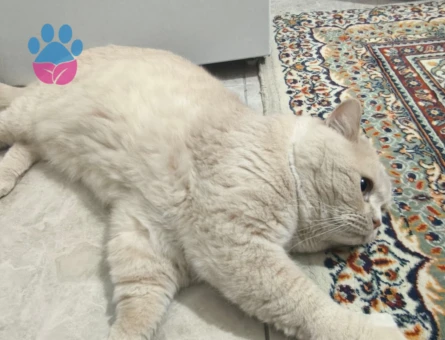 British oğlumuza eş ariyoruuz