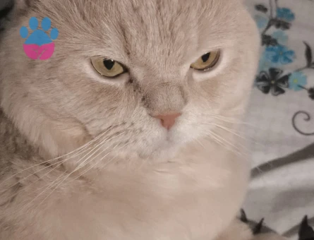 British oğlumuza eş ariyoruuz