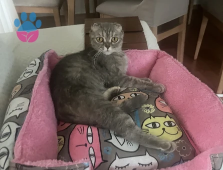 Scottish Fold Kedime Eş Arıyoruz