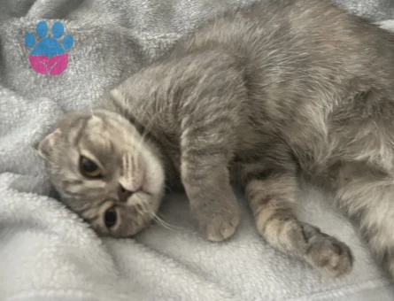 Scottish Fold Kedime Eş Arıyoruz