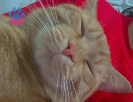 Sarman Erkek Kedime Eş Arıyorum