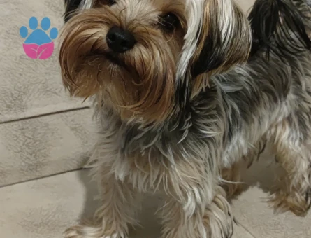 Yorkshire Terrier Yakışıklı oğlumuza eş arıyoruz