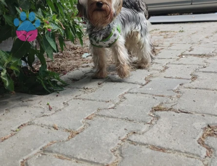 Yorkshire Terrier Yakışıklı oğlumuza eş arıyoruz