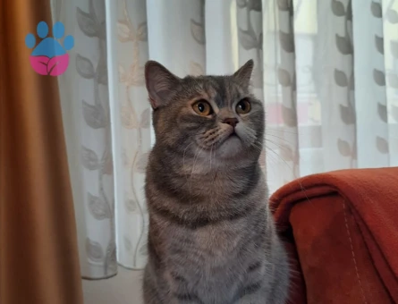 13 Aylık British Shorthair Dişi Kedimize Eş Arıyoruz