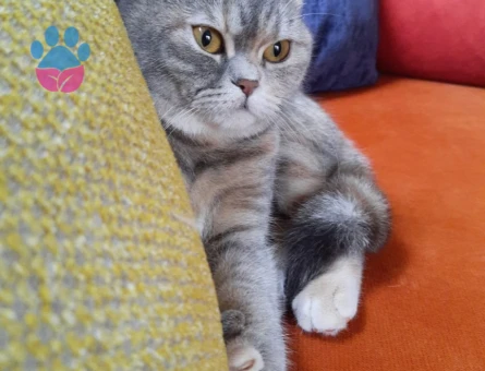 13 Aylık British Shorthair Dişi Kedimize Eş Arıyoruz