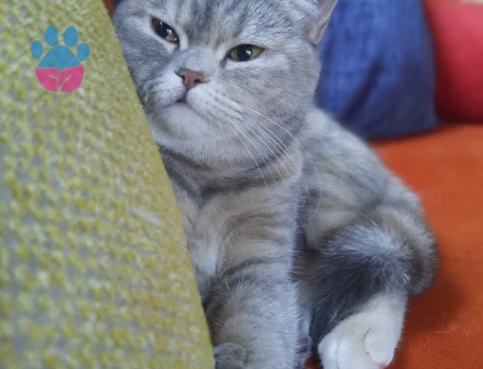 13 Aylık British Shorthair Dişi Kedimize Eş Arıyoruz