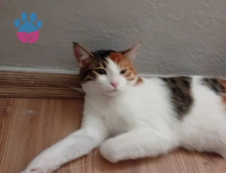 Dişi Tekir Kedime Eş Arıyorum