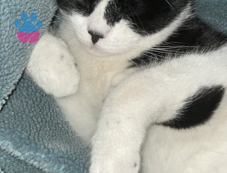 British tekir kırması dişi kedi