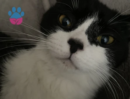 British tekir kırması dişi kedi