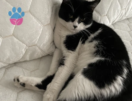 British tekir kırması dişi kedi