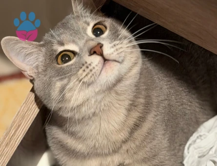 Oğlum için gelin adayı arıyorum