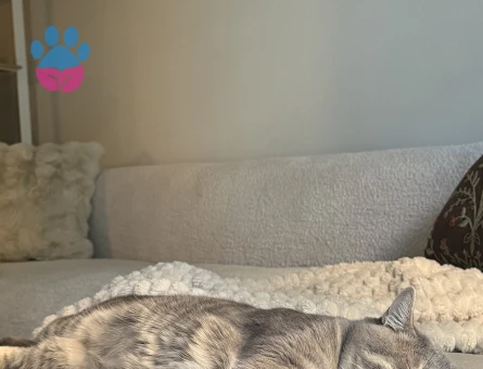 Oğlum için gelin adayı arıyorum