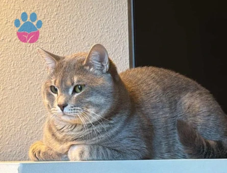 Oğlum için gelin adayı arıyorum