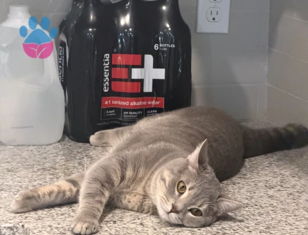 Oğlum için gelin adayı arıyorum