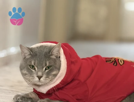 Oğlum için gelin adayı arıyorum