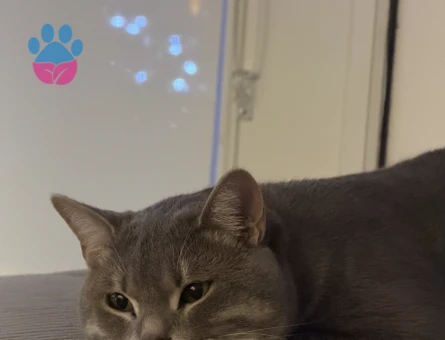 Oğlum için gelin adayı arıyorum