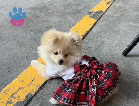 Köpeğime damat arıyorum